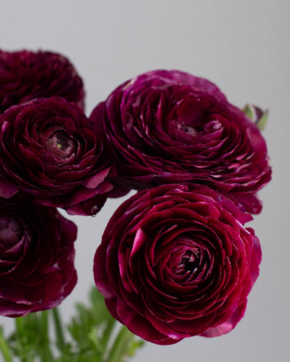 A close-up image of several dark red to purple ranunculus flowers with a blurred background.