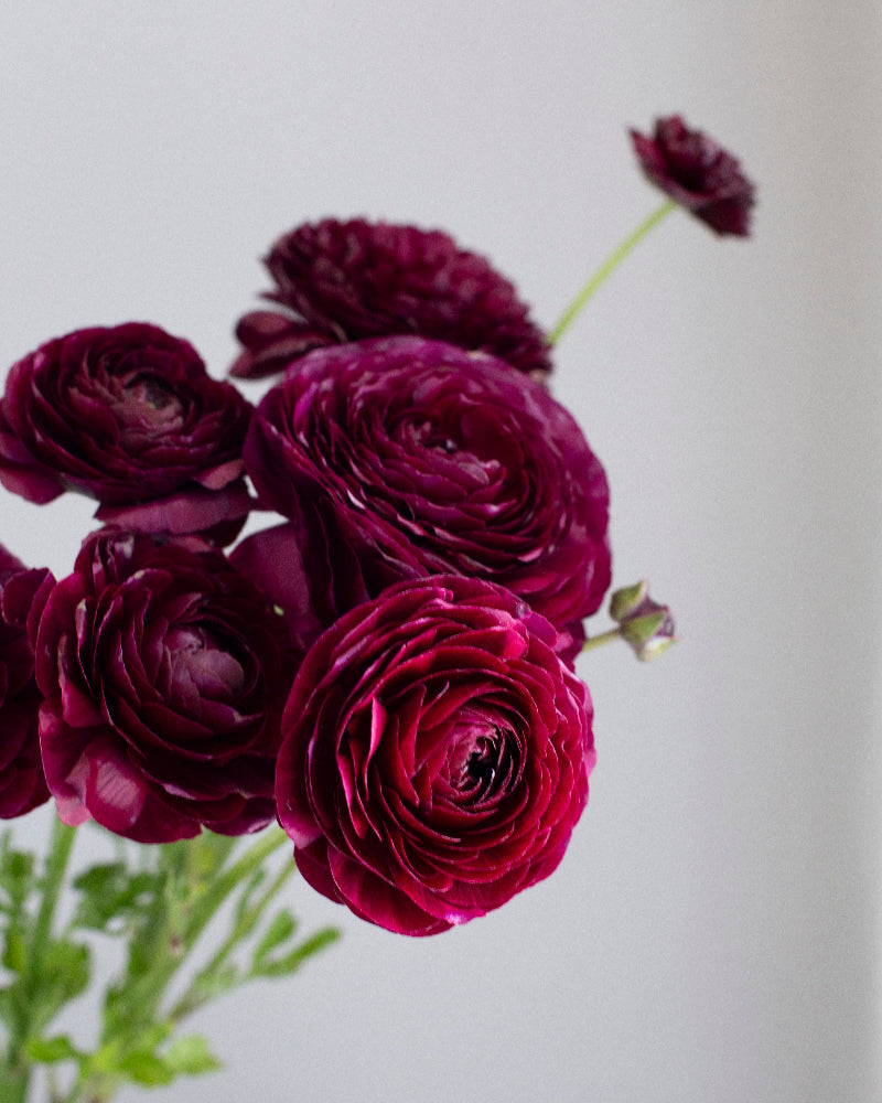 Merlot purple to reddish Italian ranunculus Viola flowers on a gray background