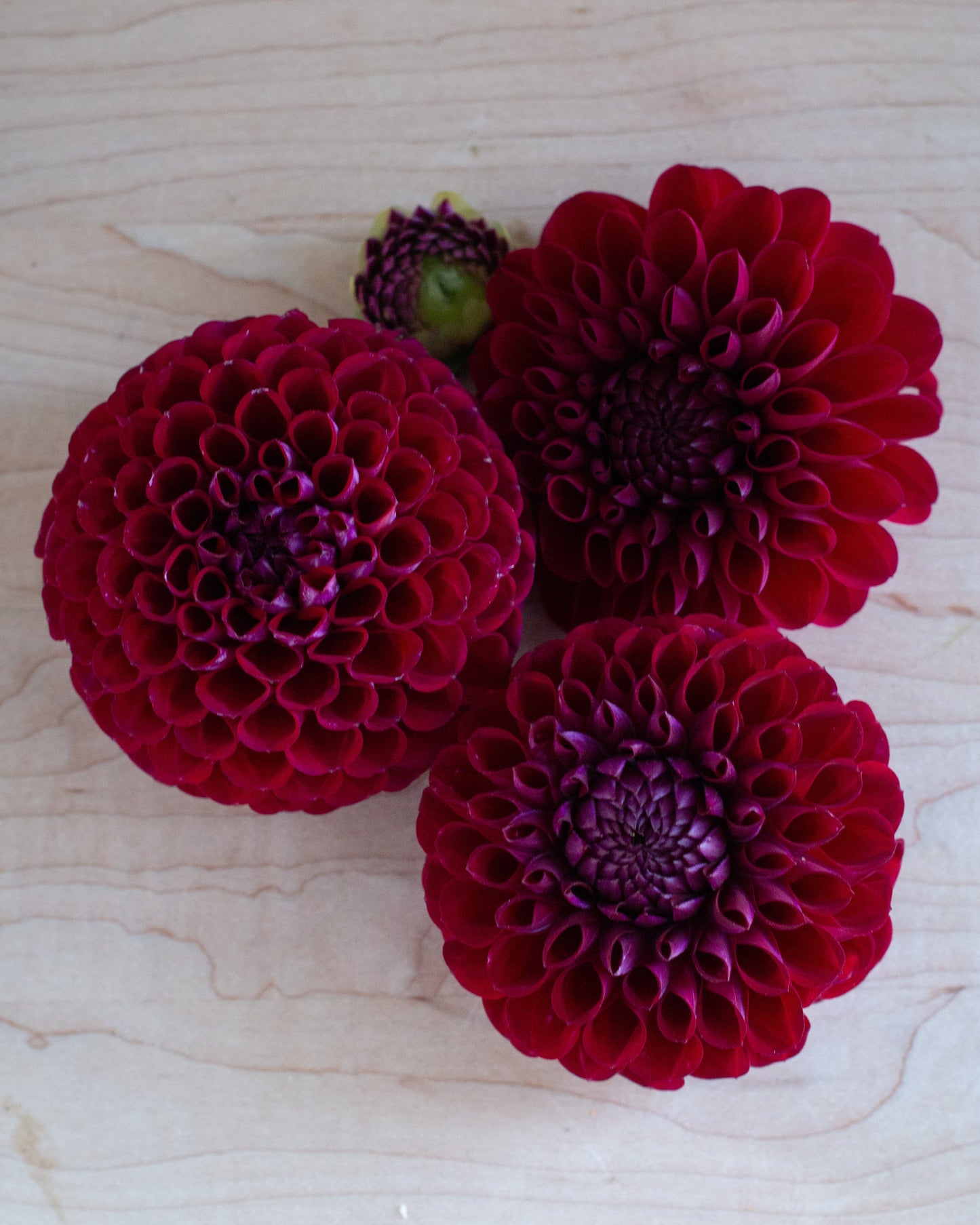 Three deep red dahlia flowers arranged on a light wood surface.