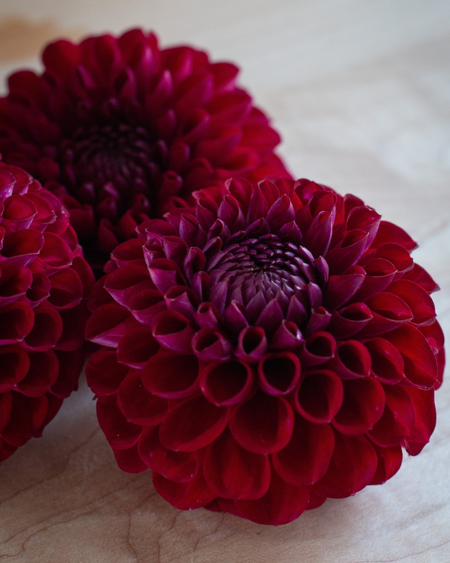 Three deep burgundy dahlia flowers arranged closely together on a light beige surface.