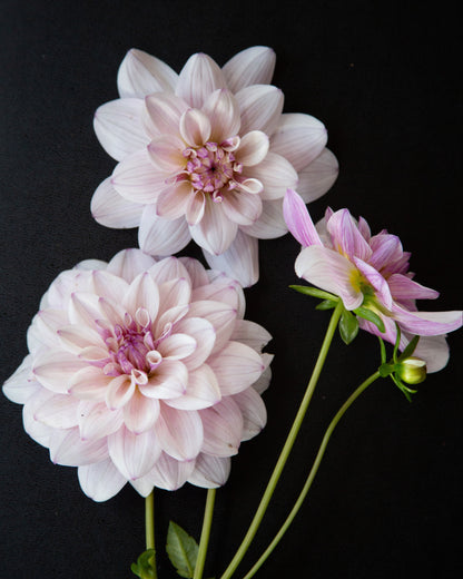 Three pale pink dahlia flowers with green stems and leaves, arranged against a solid black background.