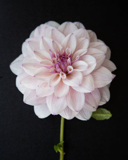 A single pale pink dahlia flower with purple-tipped petals and a green stem, photographed against a solid black background.