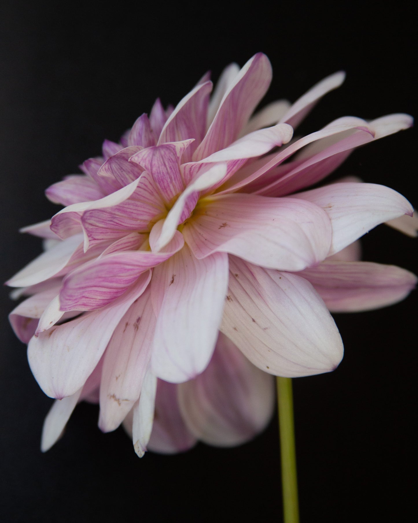 A close-up of a pink and white dahlia flower with a green stem against a solid black background.