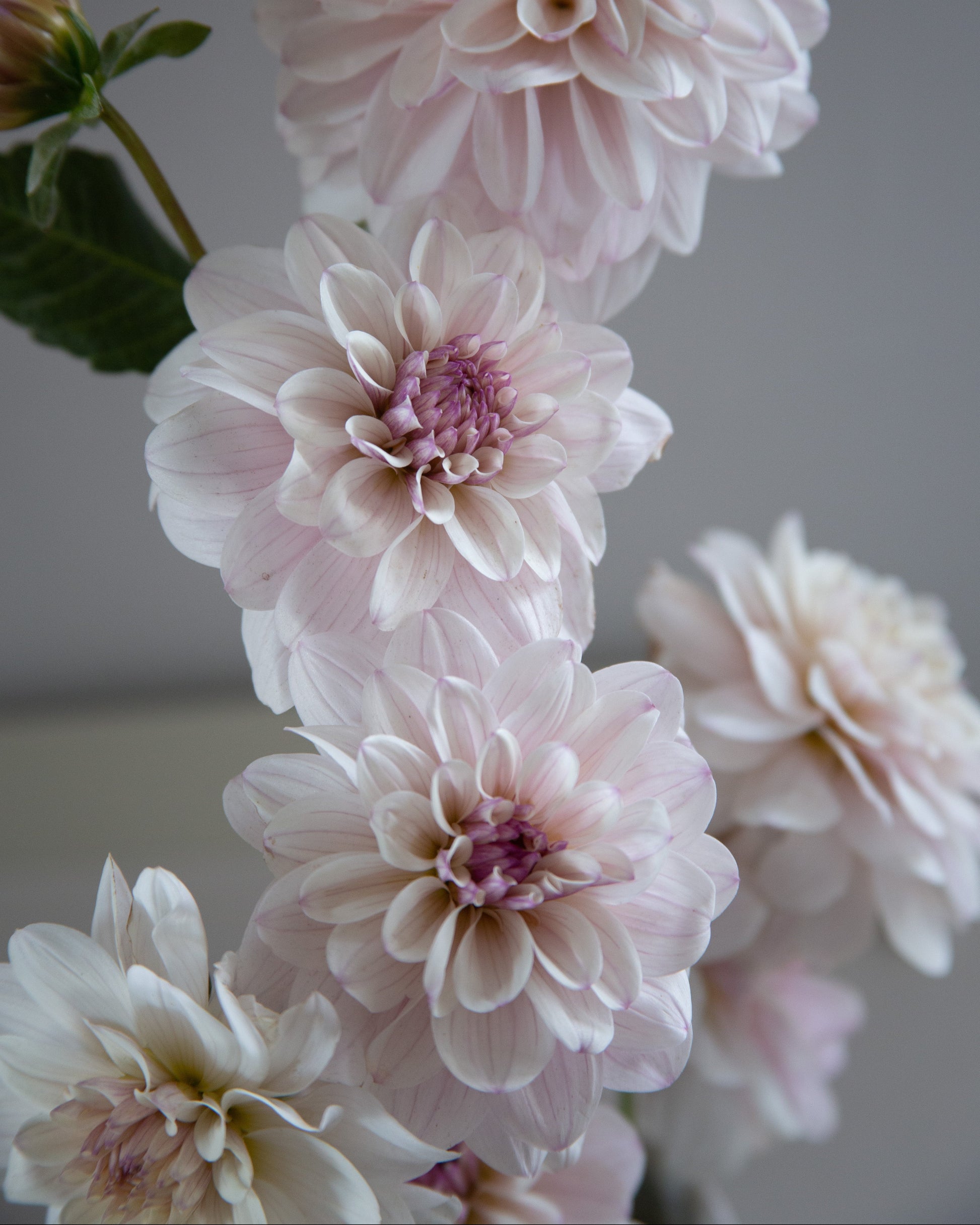 A close-up of pale blush pink dahlia flowers with soft layered petals and darker pink centers, photographed against a soft gray background.