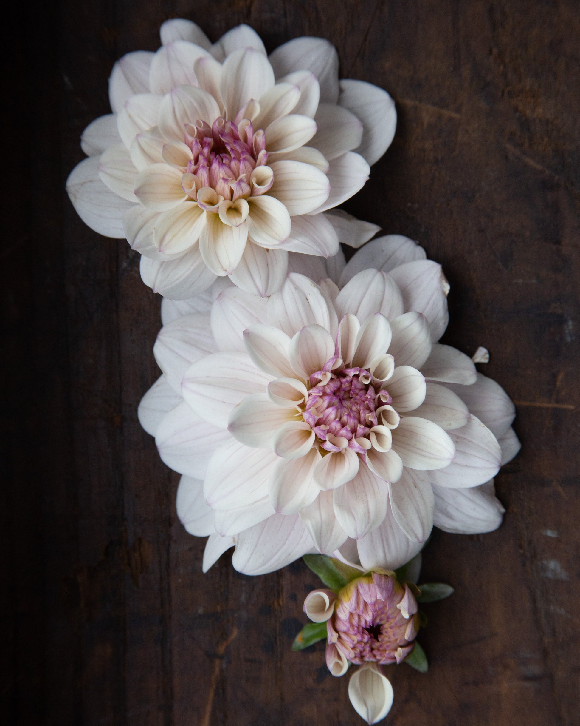 Three white dahlia flowers with pink-purple centers and a small bud, arranged on a dark rustic wooden surface.