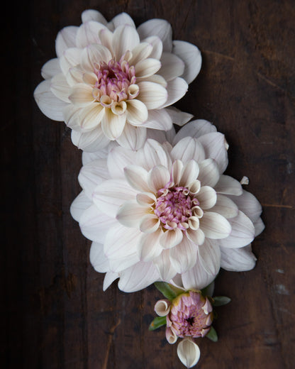 Three white dahlia flowers with pink-purple centers and a small bud, arranged on a dark rustic wooden surface.