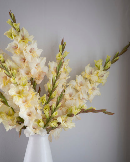 A bouquet of pale cream and yellow gladiolus flowers arranged in a white pedestal vase, set against a plain light gray wall.
