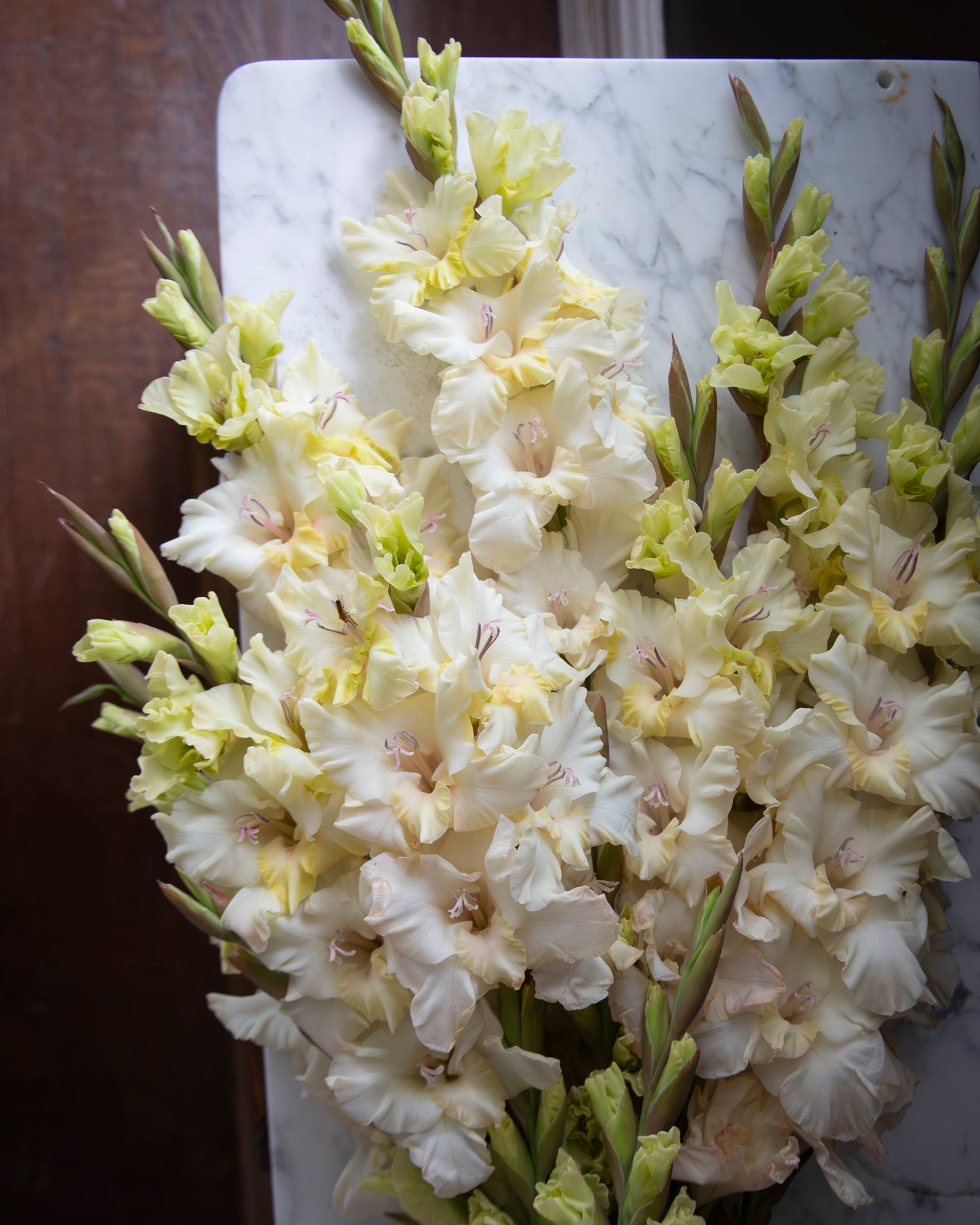 A close-up of a bouquet of pale cream and light yellow gladiolus flowers with green stems, arranged on a white marble board against a dark brown wooden background.