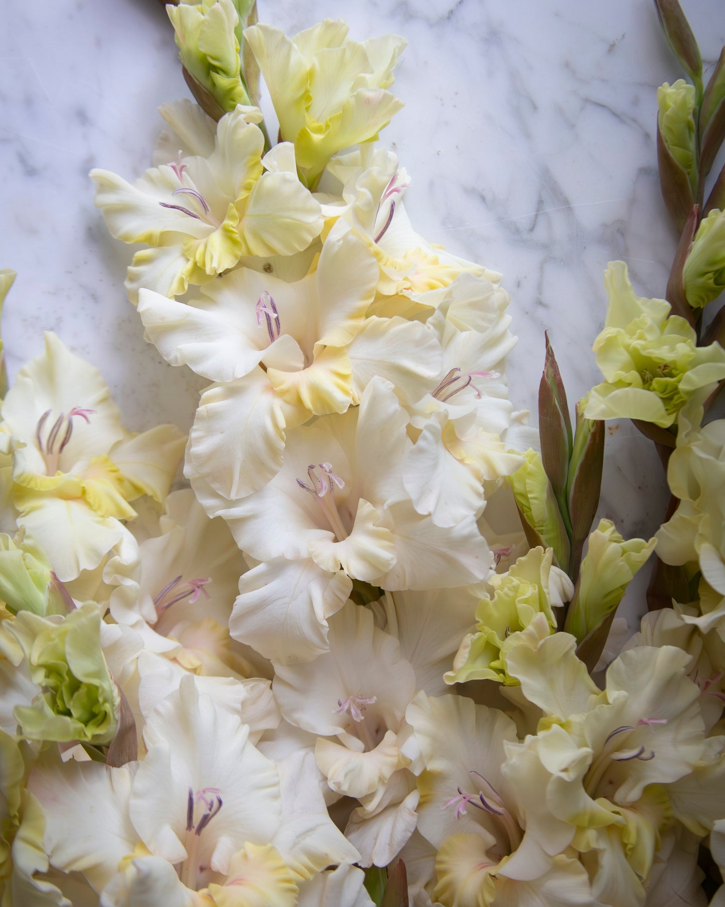 A close-up of pale cream and light yellow gladiolus flowers with green stems, arranged on a white marble surface.