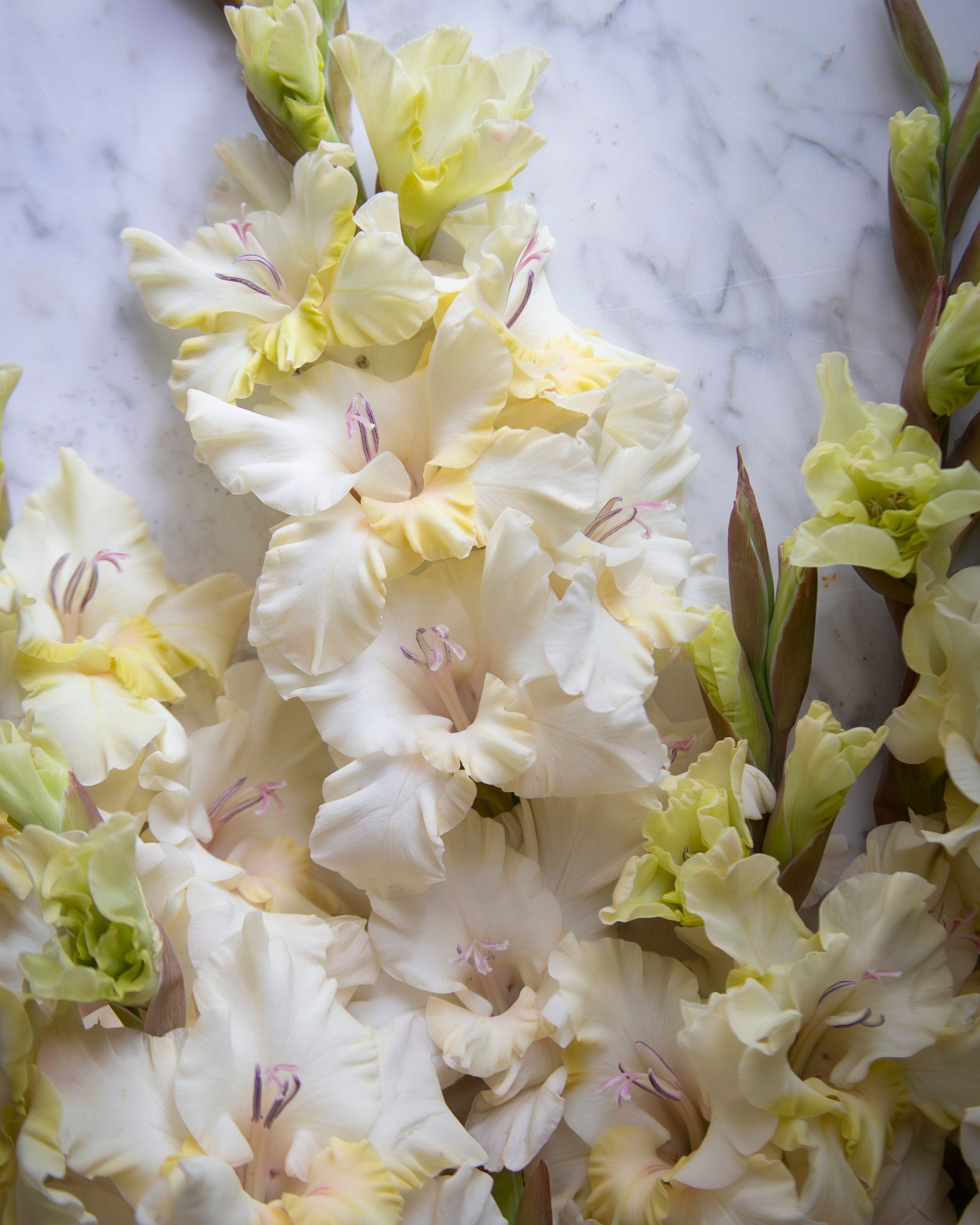 A close-up of pale cream and light yellow gladiolus flowers with green stems, arranged on a white marble surface.