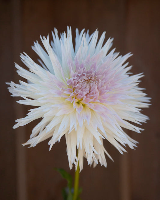 A single large white dahlia flower with pale pink-purple center details, photographed against a dark brown wooden background.