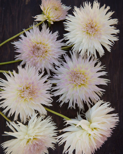 Seven white dahlia flowers with pale yellow centers and green stems, arranged on a dark wooden surface.