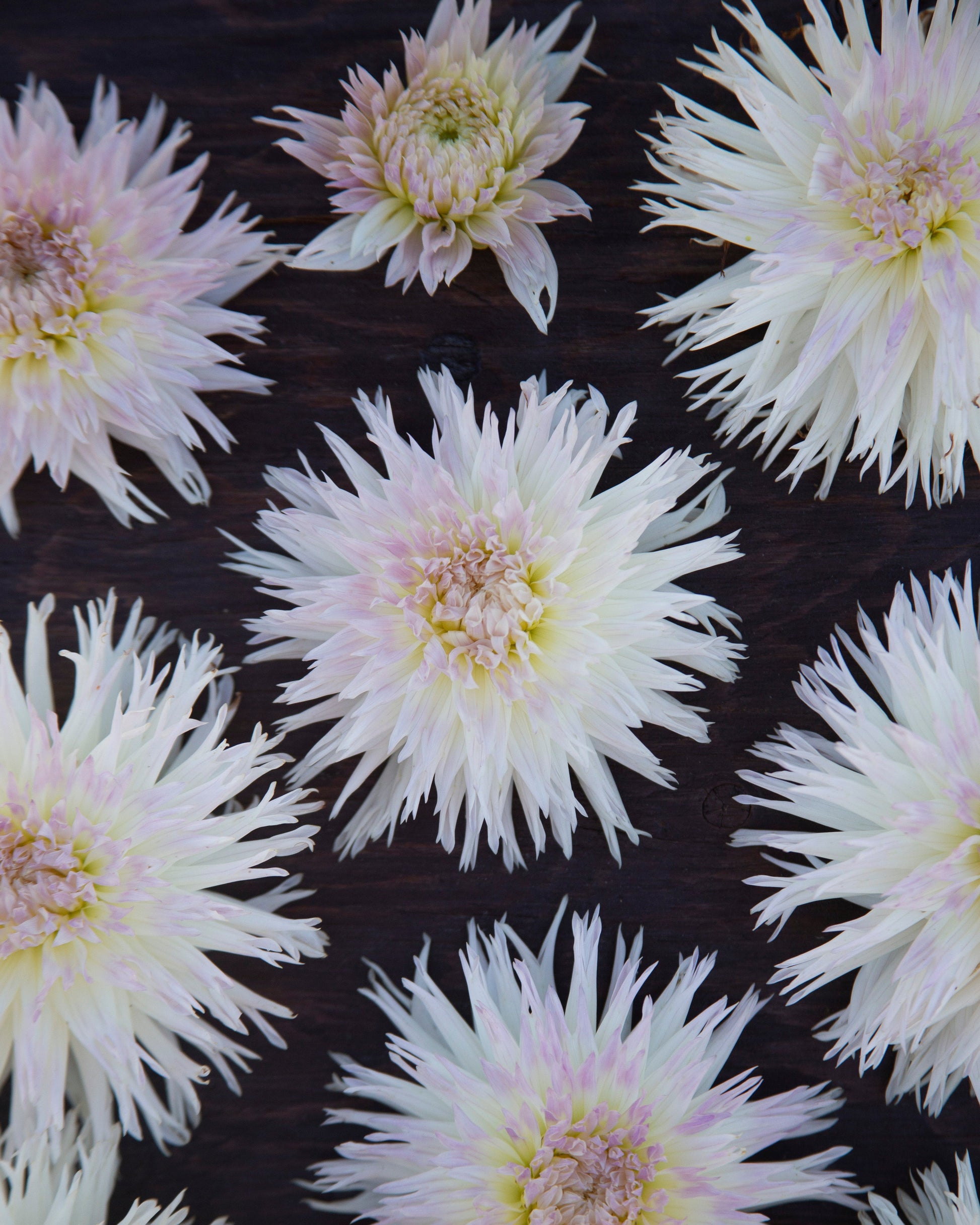 White spiky dahlia flowers arranged in a repeating pattern on a dark textured background.