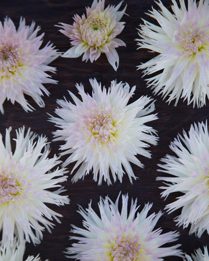 White spiky dahlia flowers arranged in a repeating pattern on a dark textured background.