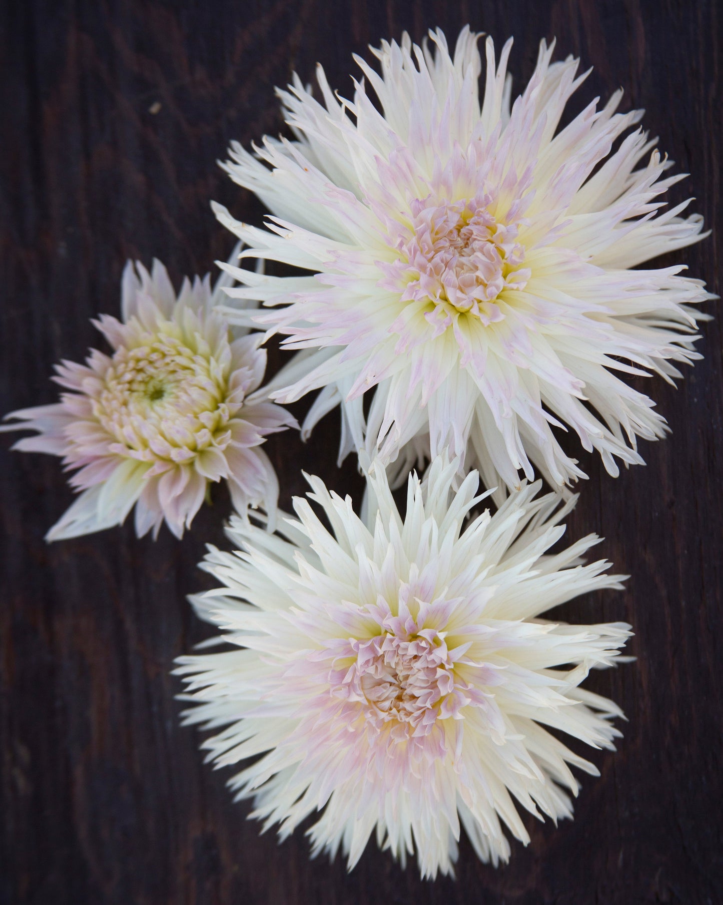 Three white chrysanthemum flowers with pale yellow centers arranged on a dark, textured wooden surface.