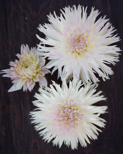 Three white chrysanthemum flowers with pale yellow centers arranged on a dark, textured wooden surface.
