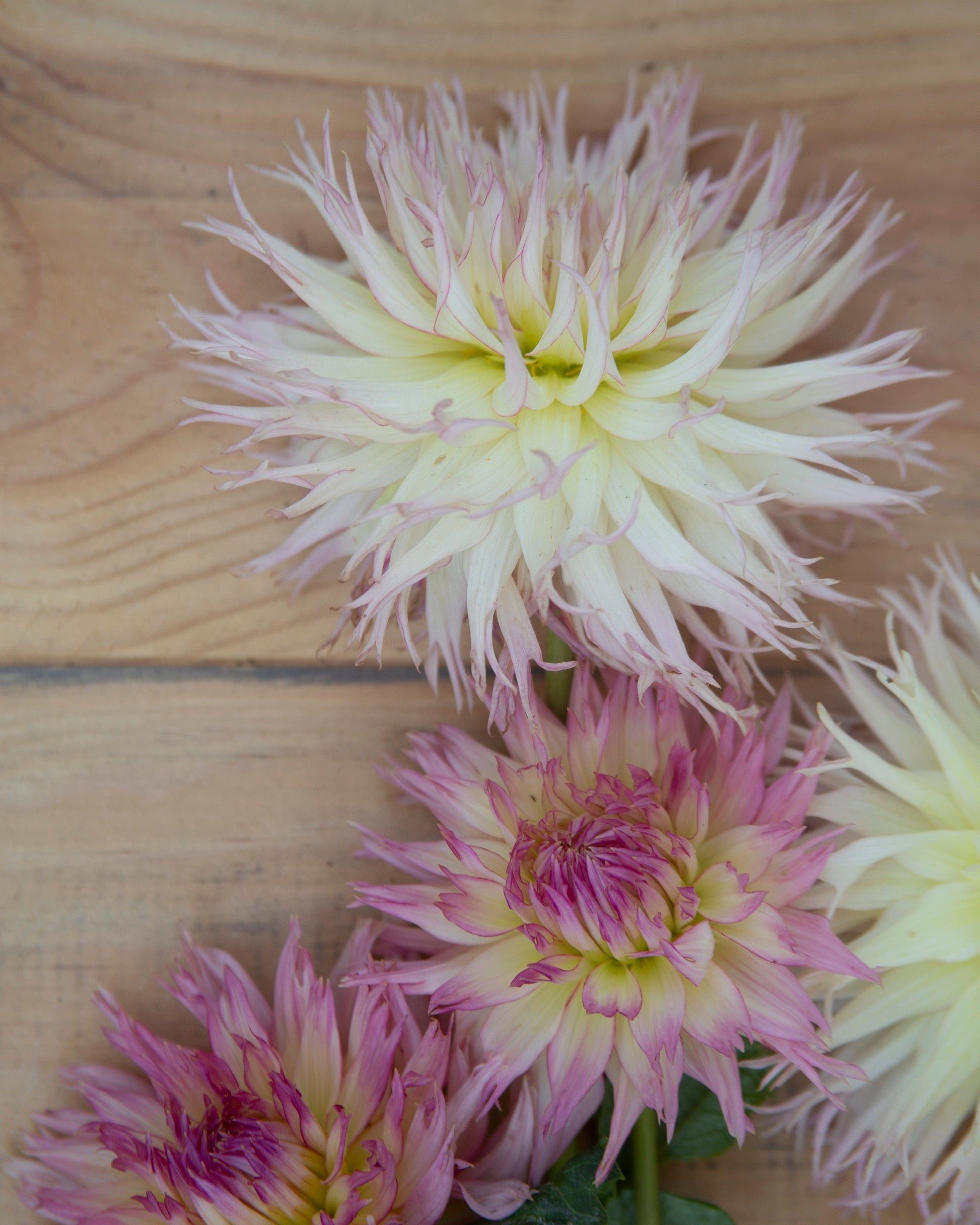 Three dahlia flowers with spiky petals, featuring cream, pink, and yellow tones, arranged on a light wood background.