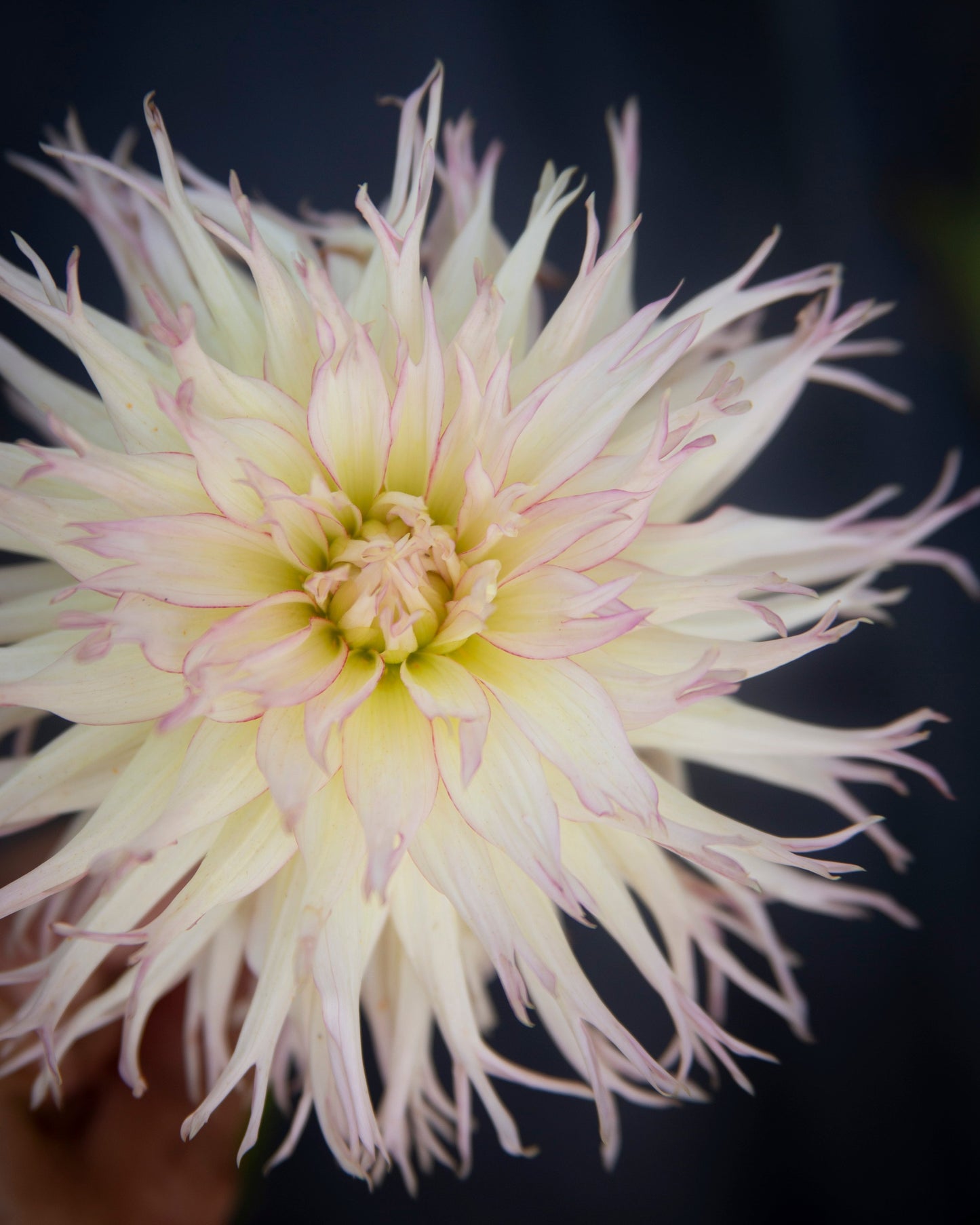 A close-up of a large white dahlia flower with delicate pink-tipped petals, set against a dark, blurred background.