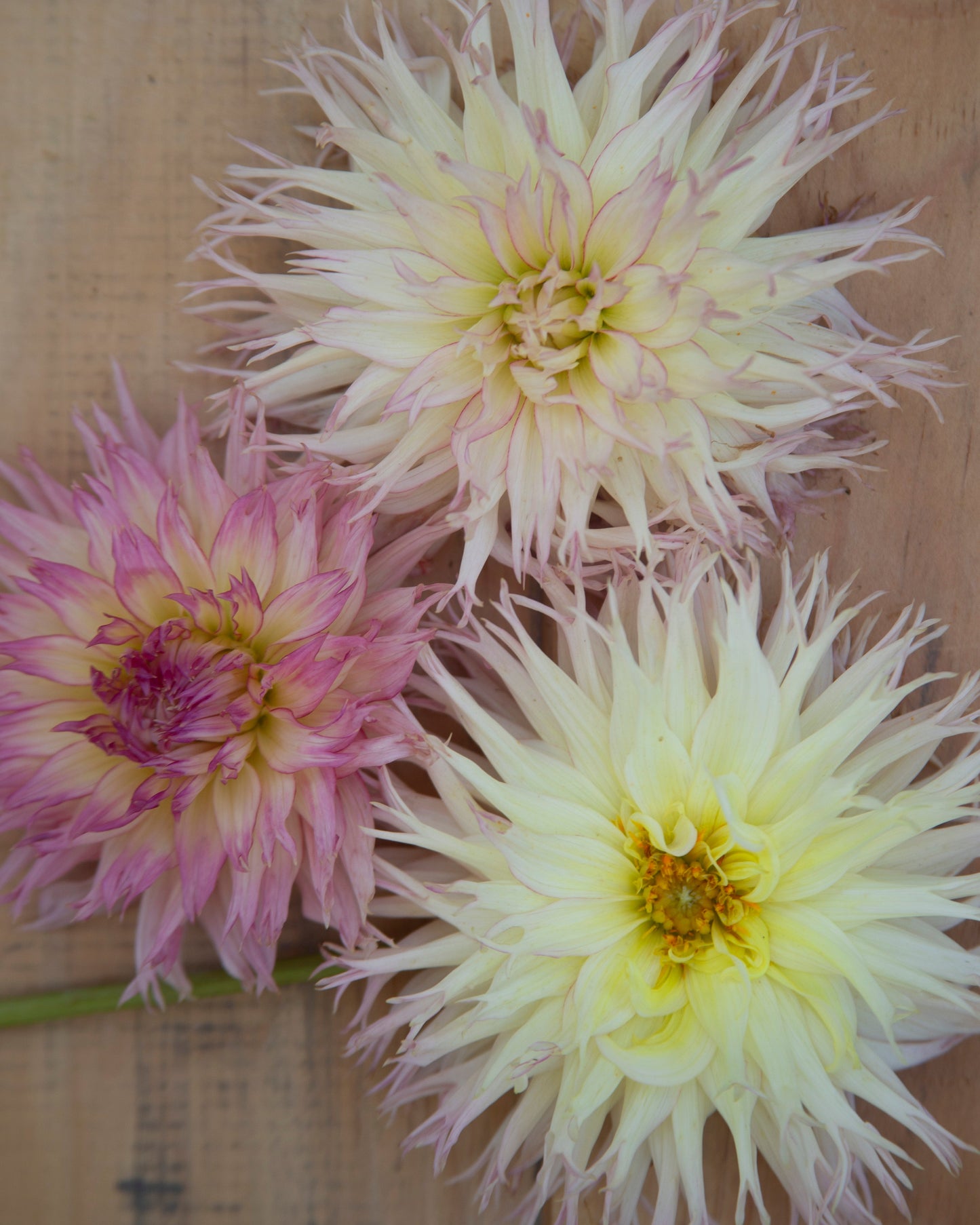 Three dahlia flowers arranged on a light wood surface, with two cream and pale pink blooms and one pink-and-cream bloom below.