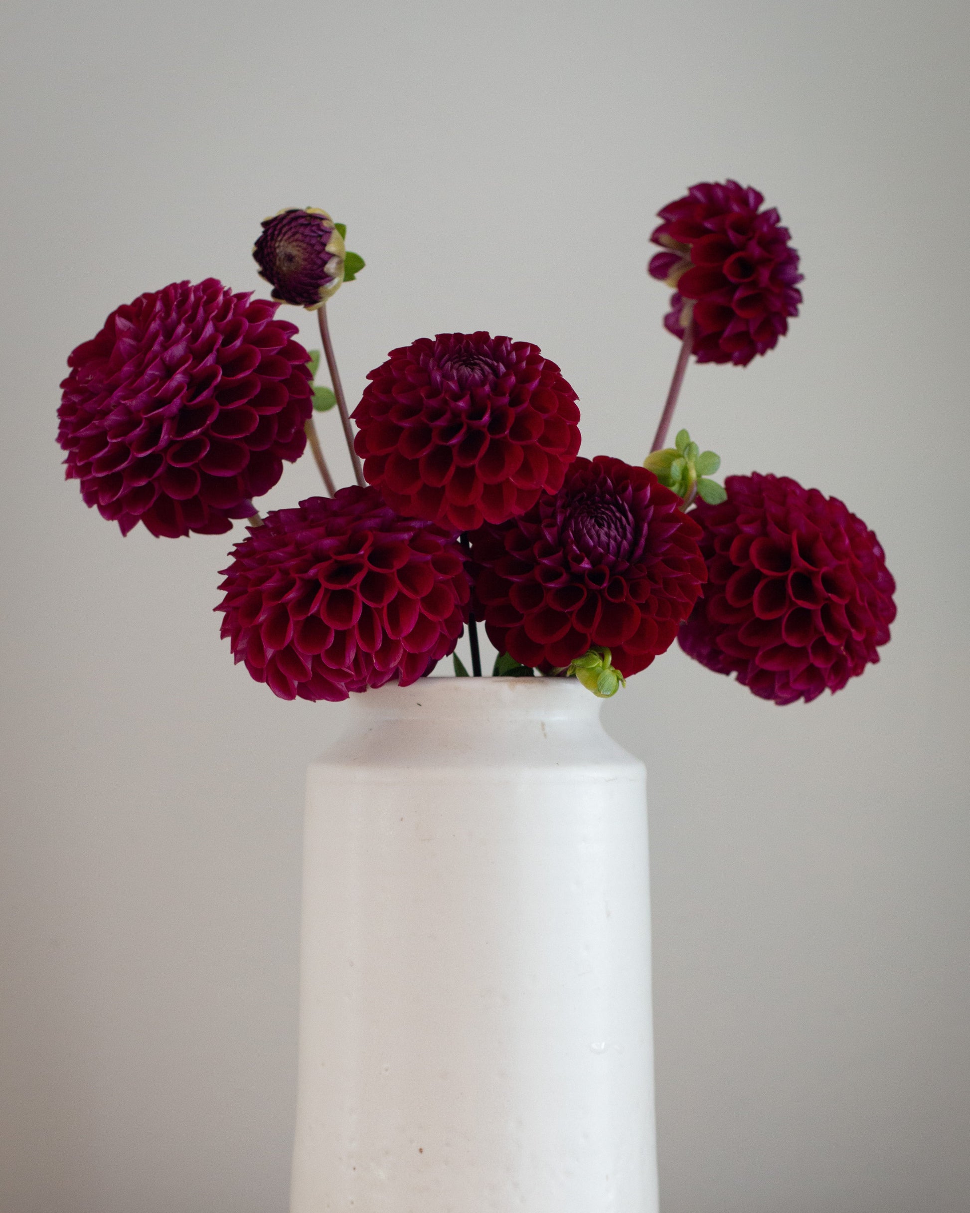 Deep burgundy dahlias arranged in a matte white ceramic vase on a light wood surface against a neutral gray background.