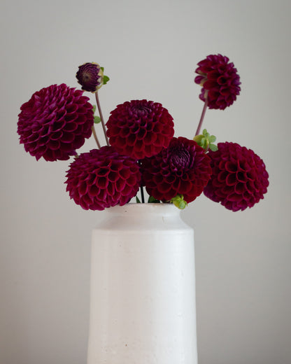 Deep burgundy dahlias arranged in a matte white ceramic vase on a light wood surface against a neutral gray background.