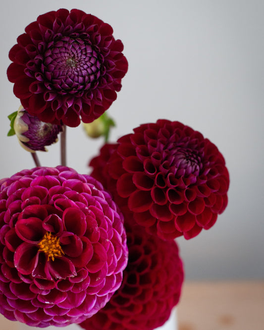 A close-up of several deep red and magenta dahlia flowers arranged in a white vase against a soft light gray background.