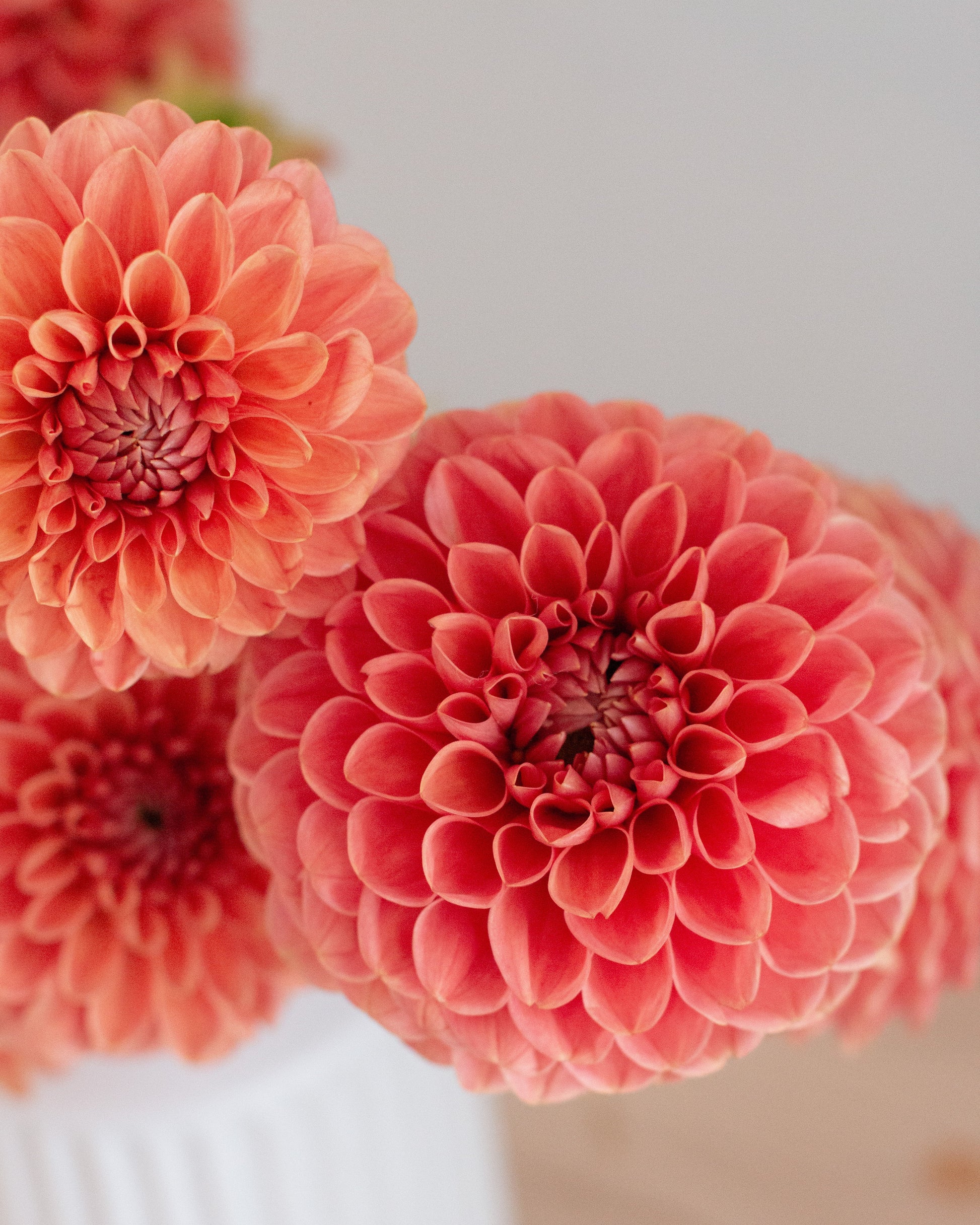 Close-up of large coral-pink dahlia flowers arranged in a white ribbed vase against a soft light background.