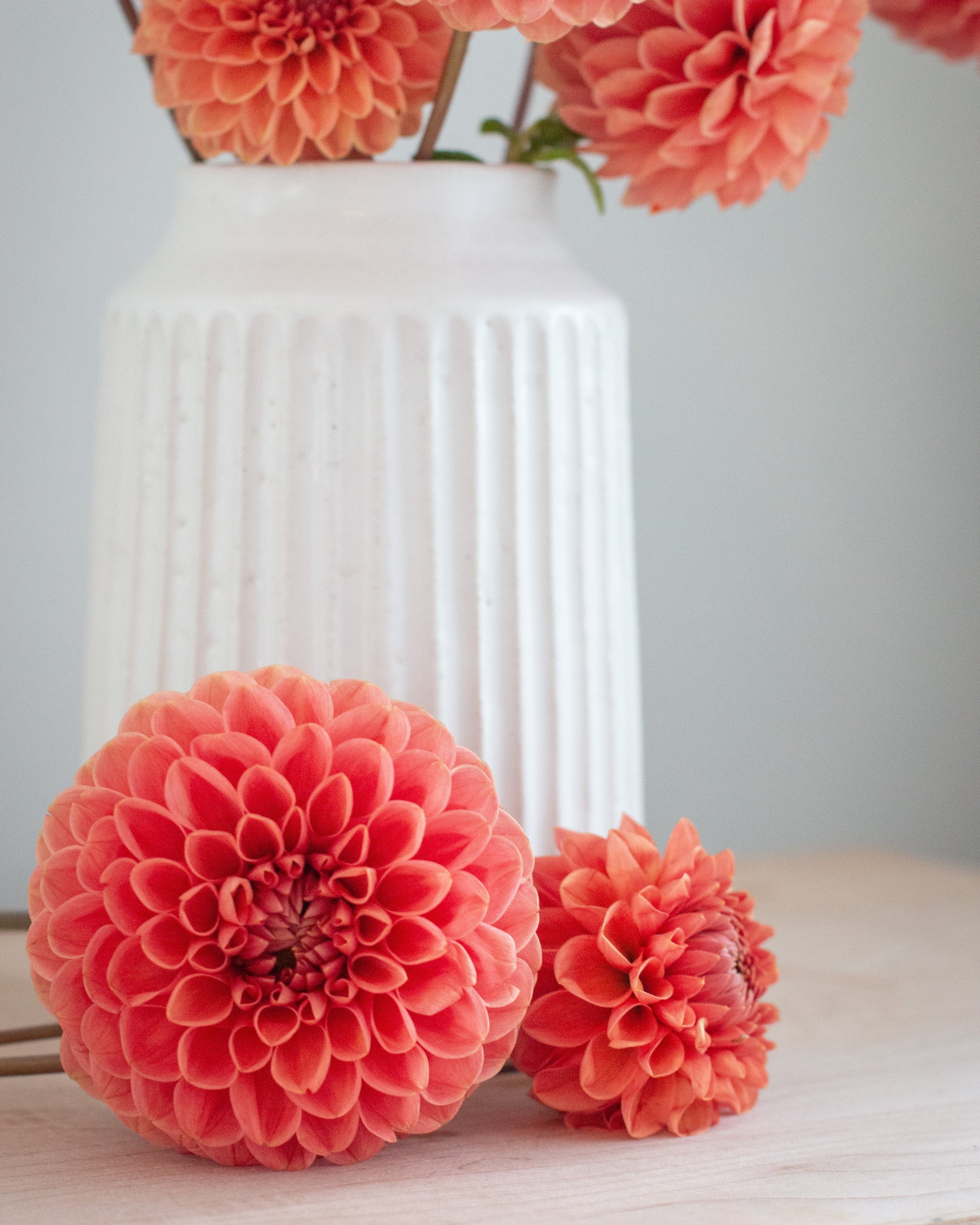 Coral-orange dahlia flowers arranged in a white ribbed ceramic vase on a light wood surface, with two blooms placed in front and more flowers rising behind.