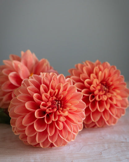 Three large coral-orange dahlia flowers arranged on a light surface against a soft gray background.