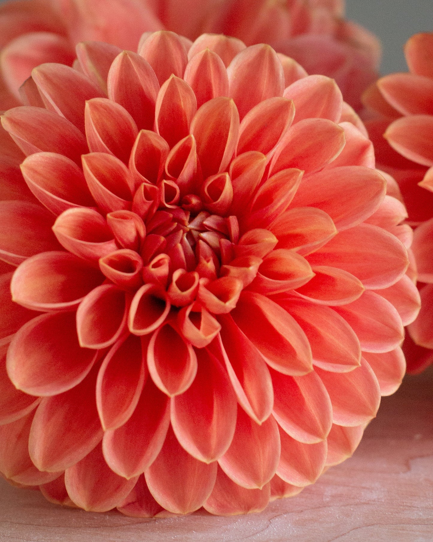 Two large coral-pink dahlia flowers in full bloom on a light wooden surface, with a soft-focus third flower in the background.