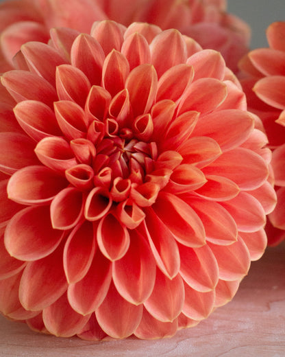 Two large coral-pink dahlia flowers in full bloom on a light wooden surface, with a soft-focus third flower in the background.