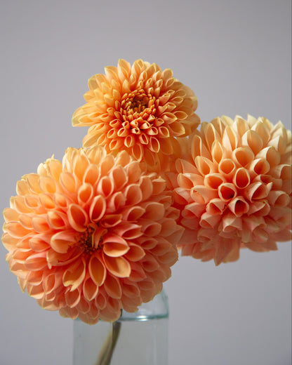 Three peach-orange dahlia flowers arranged in a clear glass vase against a soft light gray background.