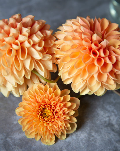 Three peach-orange dahlia flowers arranged on a textured dark gray surface.