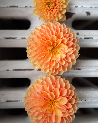 Three orange dahlia flowers with yellow centers blooming against a weathered white wooden slat background.