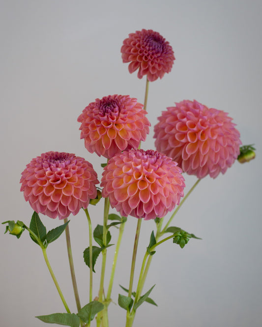 Five blooming pink dahlia flowers with green stems and leaves arranged in a small white shallow dish on a light wood surface against a plain light gray wall.