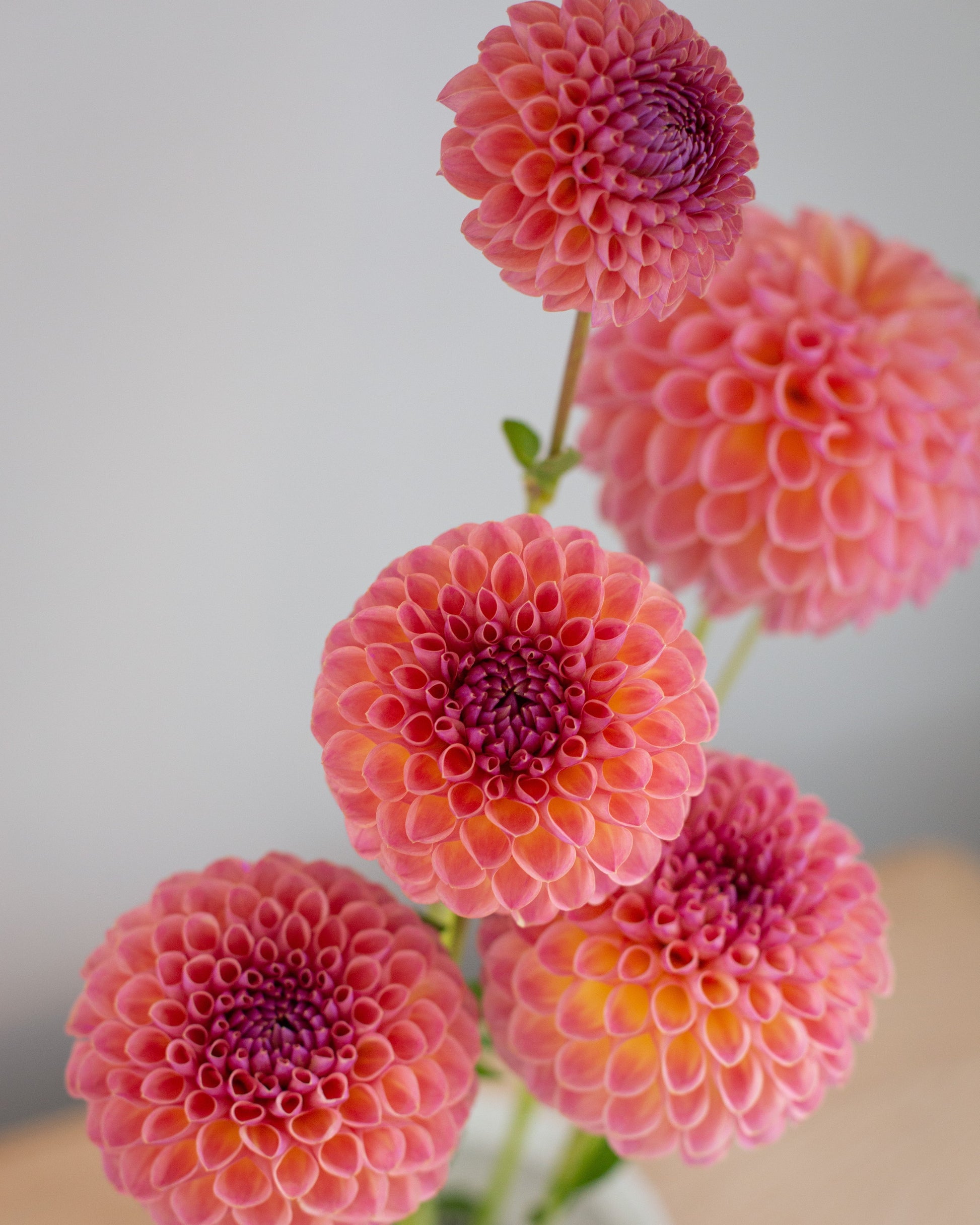 Four blooming pink dahlia flowers with green stems in a small white pot, photographed against a soft light gray background.