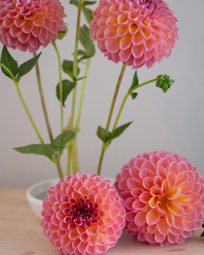 Three pink dahlia flowers with orange inner petals and green stems, arranged on a light wooden surface with one flower in a small white vase against a soft gray background.