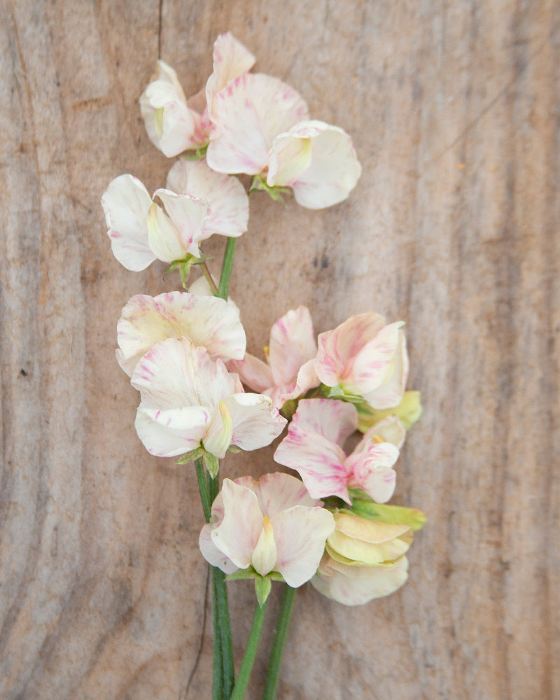 Sweet Pea Juliet