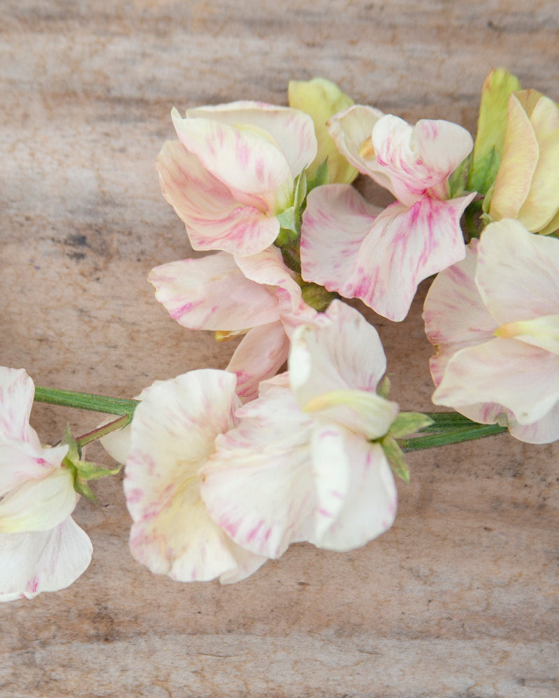 Sweet Pea Juliet