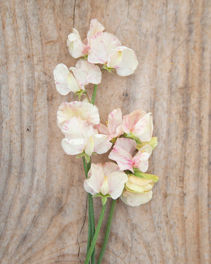 Sweet Pea Juliet