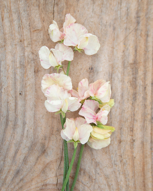 Sweet Pea Juliet