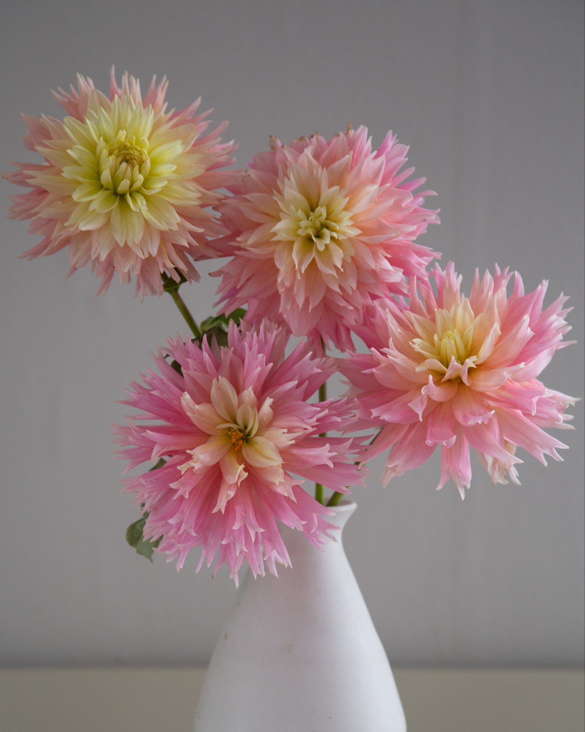 Four pink and pale yellow dahlia flowers arranged in a white ceramic vase against a neutral gray background.