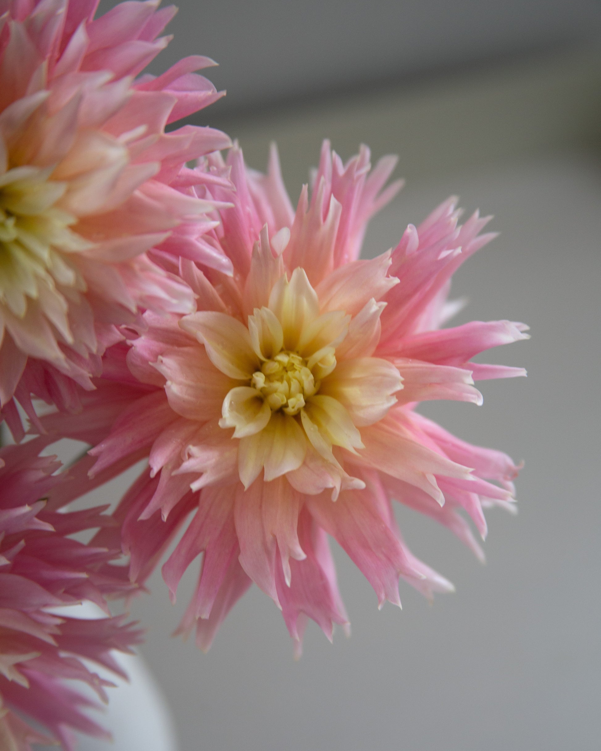 Pink and cream dahlia flowers in a close-up shot, with the central bloom in sharp focus against a soft, blurred gray background.