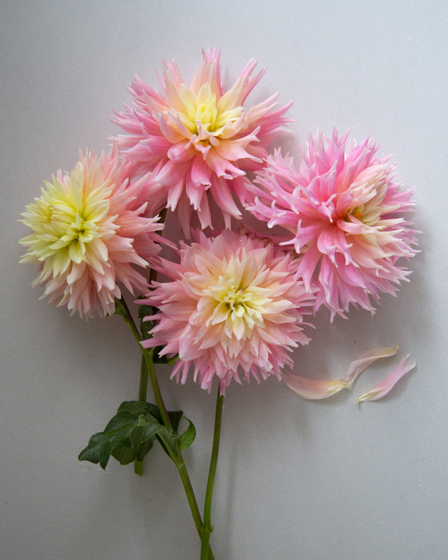 Four pink and cream dahlia flowers with green stems and leaves, arranged on a plain light gray background.