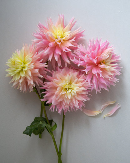 Four pink and cream dahlia flowers with green stems and leaves, arranged on a plain light gray background.