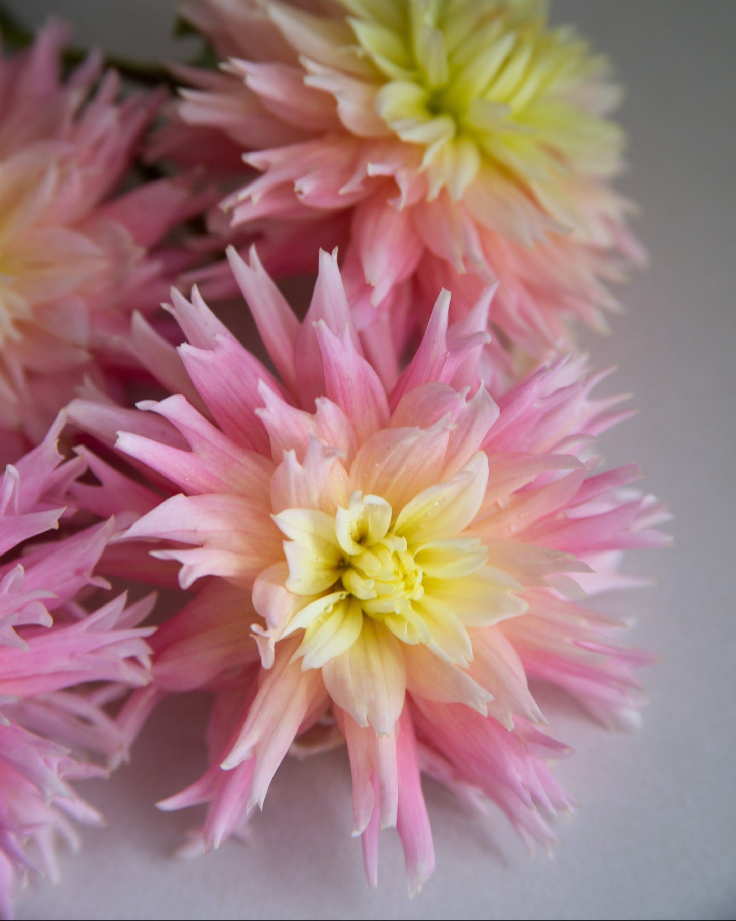 Pink and yellow dahlia flowers arranged closely together on a soft light gray background.