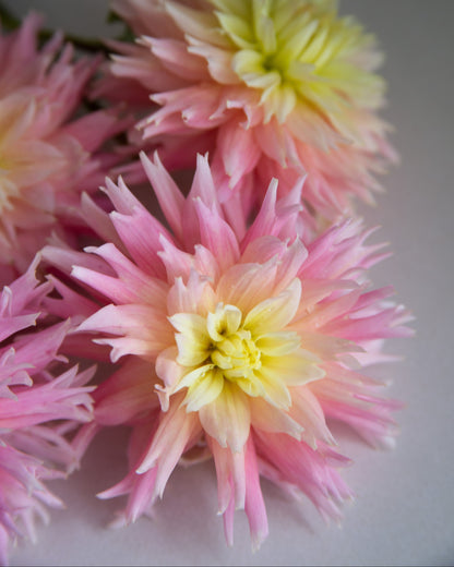 Pink and yellow dahlia flowers arranged closely together on a soft light gray background.
