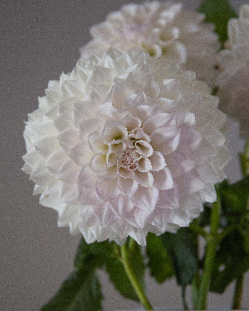 KA's® Bella Luna (Cutting)