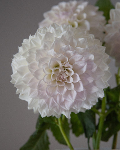 KA's® Bella Luna (Cutting)