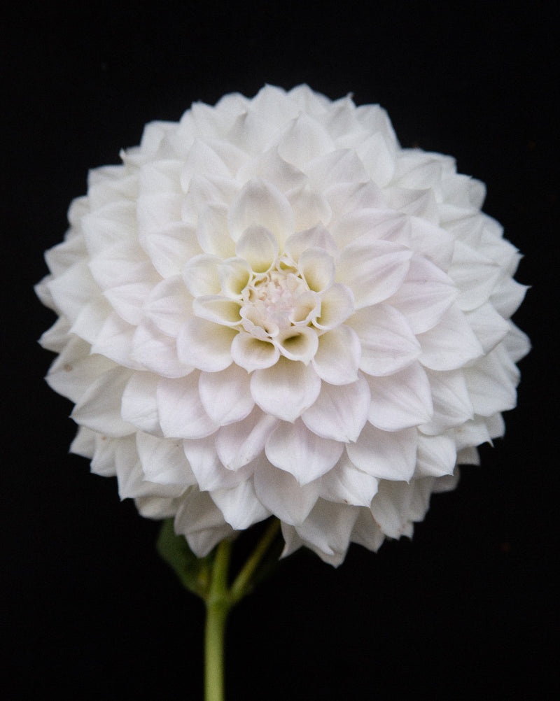 KA's® Bella Luna (Cutting)